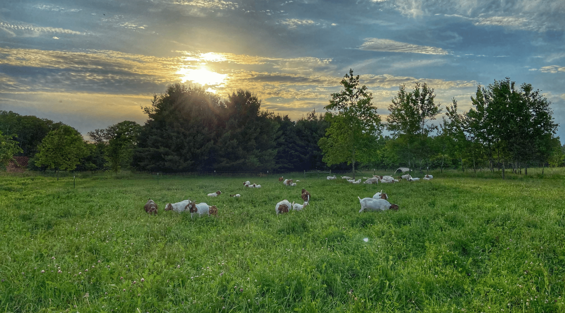 Local farm raising pasture fed goat meat.